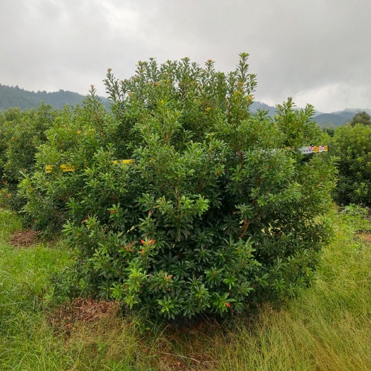靖州县杨梅树，精品杨梅树，P2米～3.5米。有断根苗，地苗控根器苗