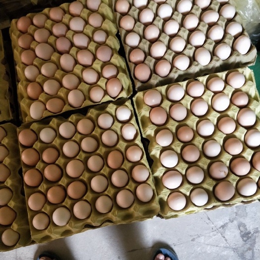 修武县大量提供土鸡蛋（农三。粉六。信阳黑。）