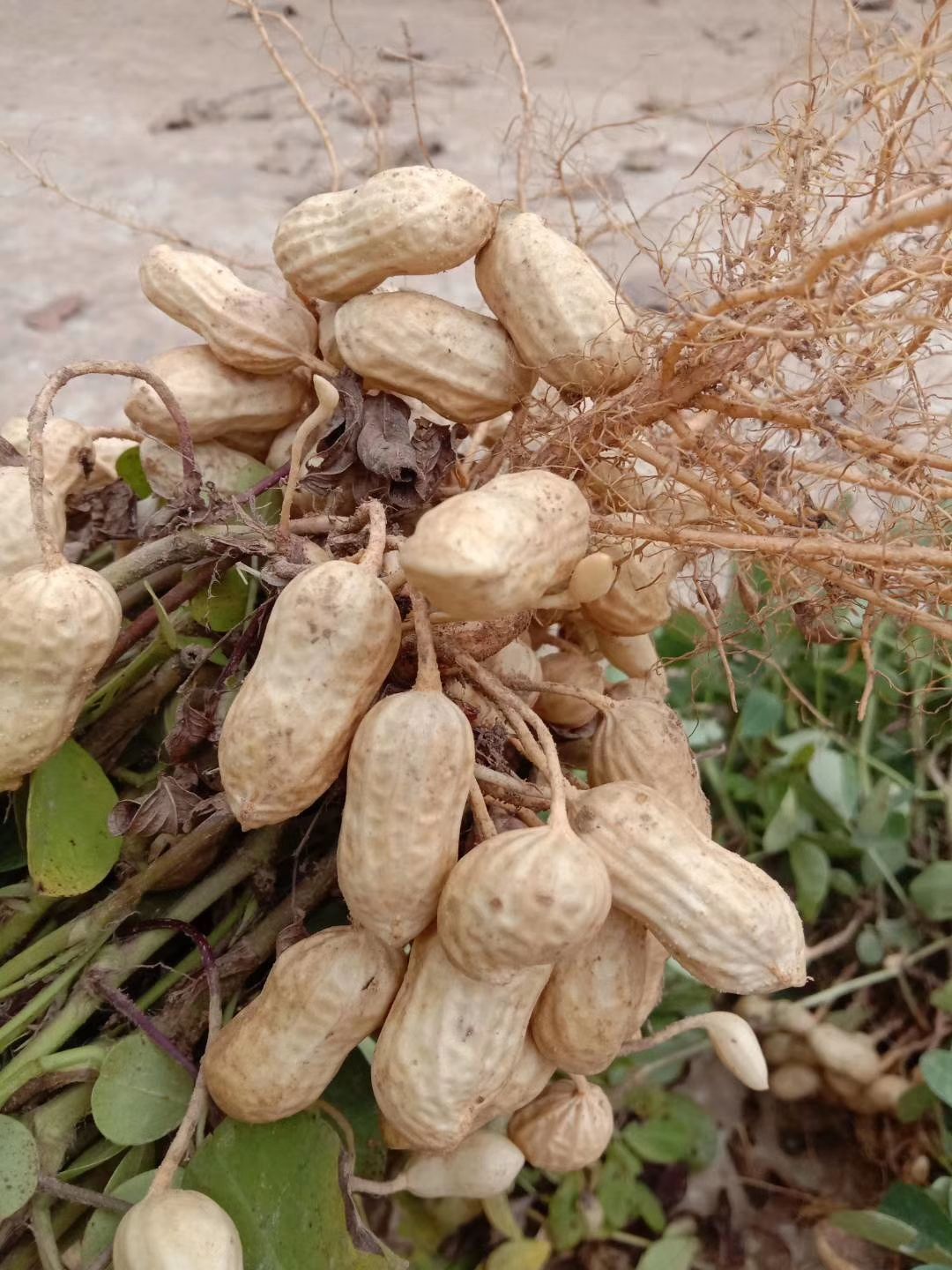  基地直供鲜花生，大白沙，籽粒饱满，产地直销，代发全国各地