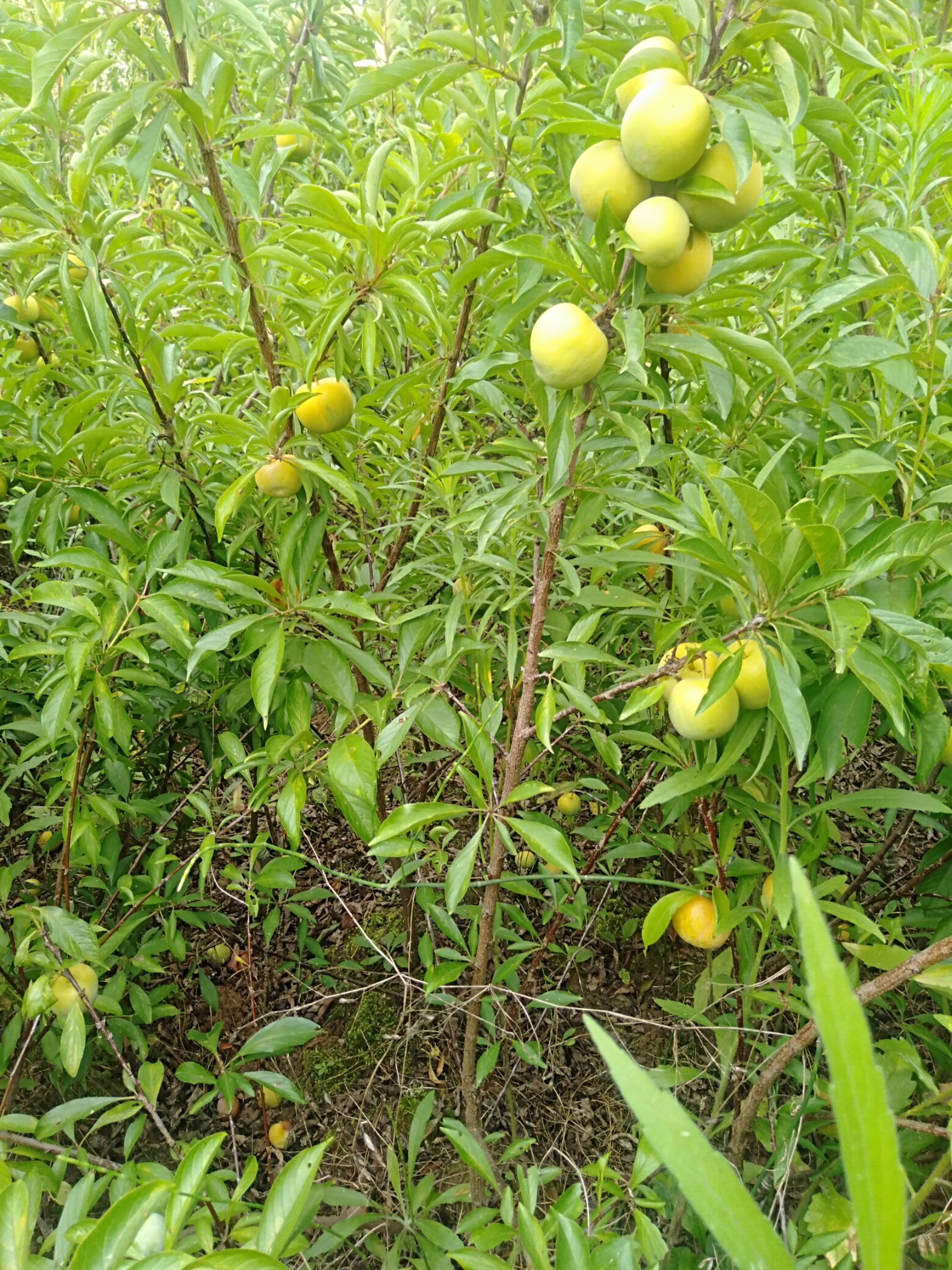 青脆李苗  汶川大清脆李