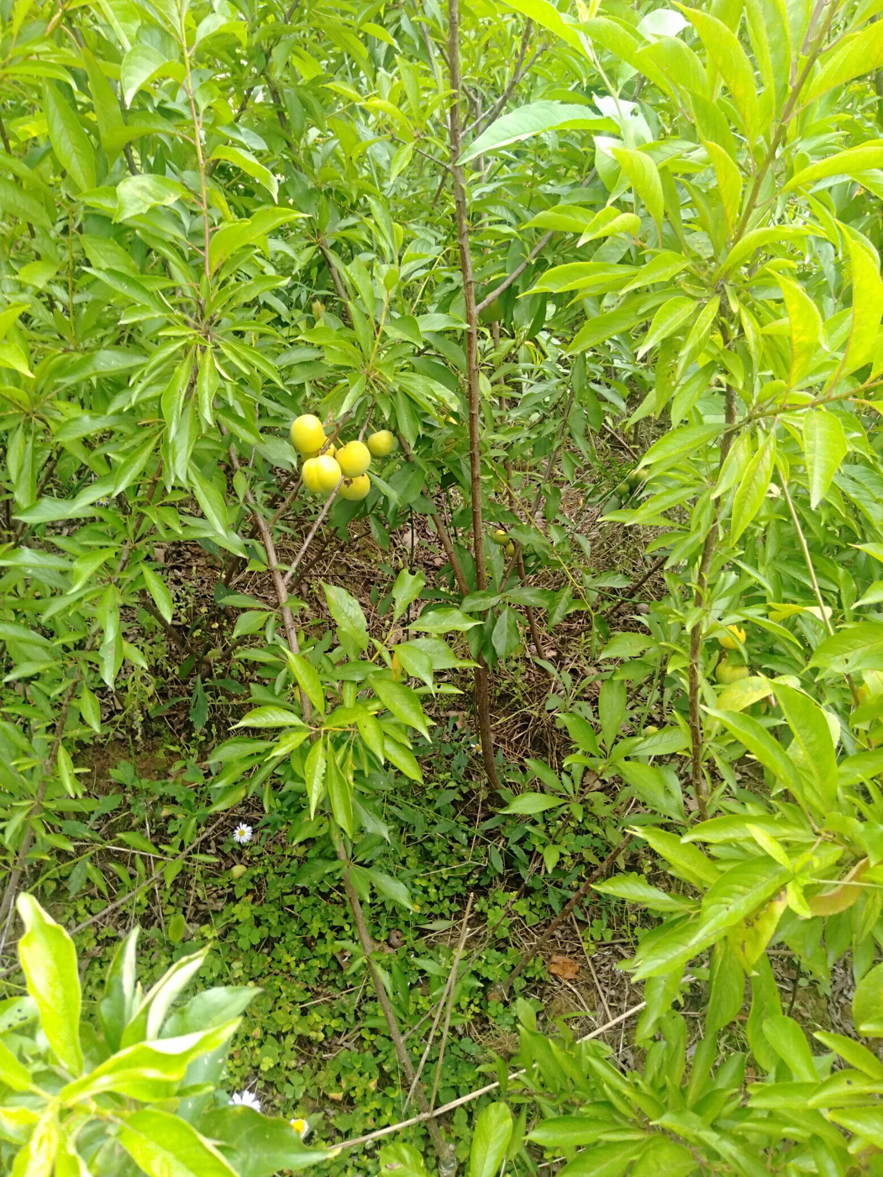 青脆李苗  汶川大清脆李