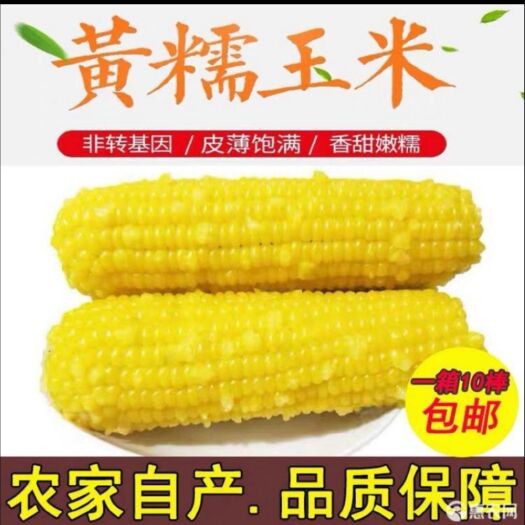 铁力市甜玉米  东北黑龙江新苞米 真空灭菌独立包装新鲜黄白黑玉米甜