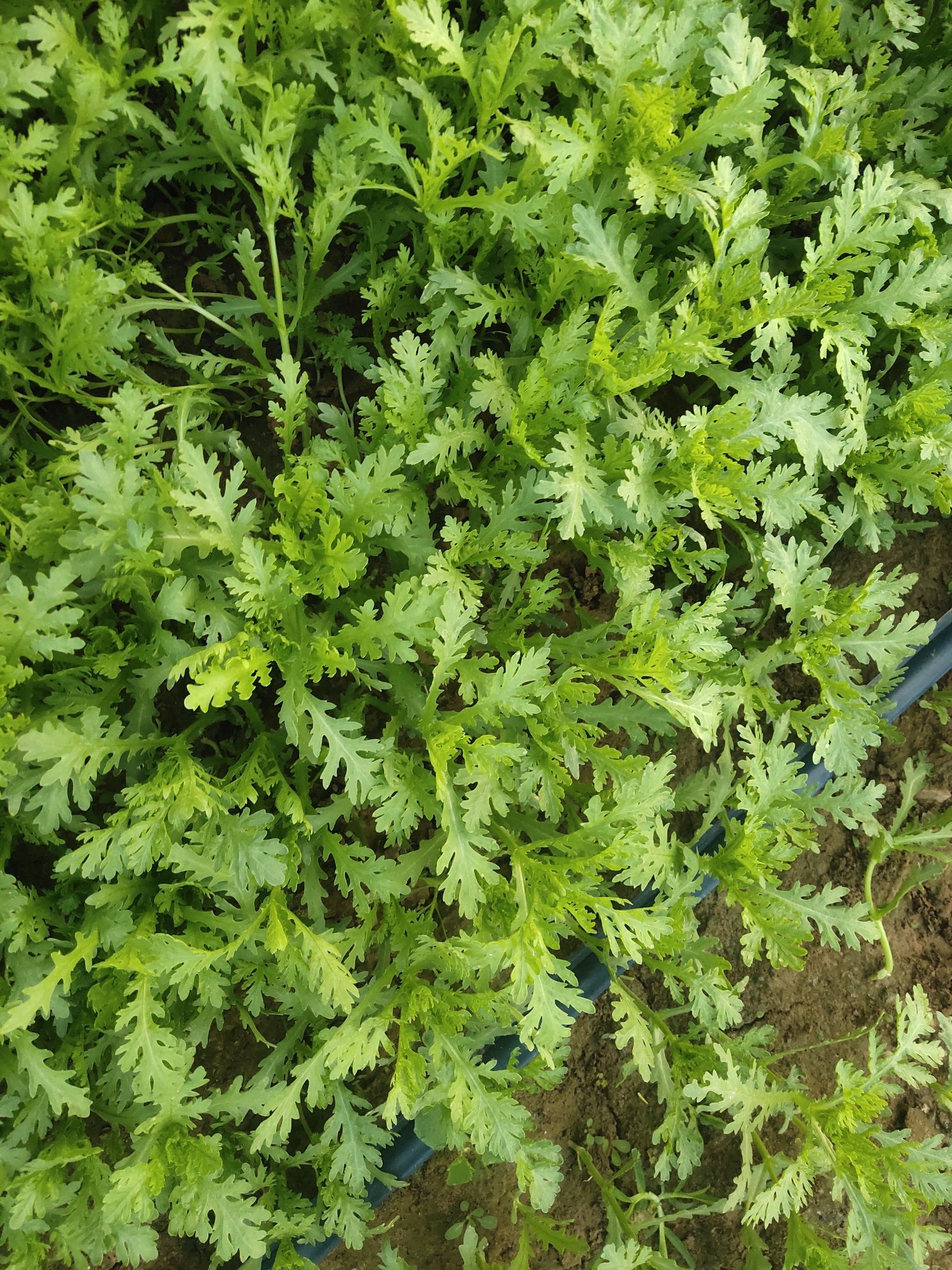 光杆茼蒿大量批发无公害茼蒿菜香菜