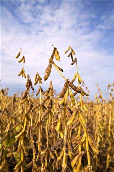 新宾县黄大豆  大豆出售，代收（辽宁非转基因今年新大豆）出油率高