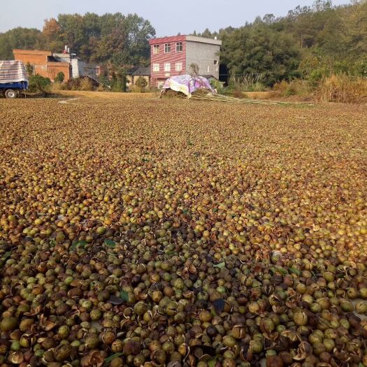 麻城市野生山茶油  野山茶油！