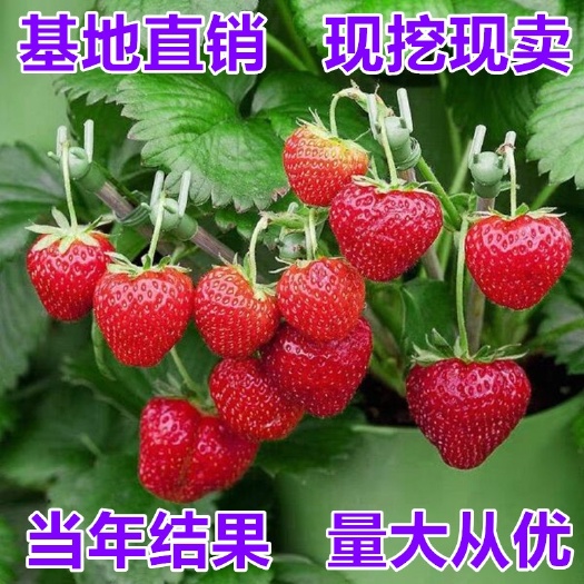 平邑县四季优质红颜草莓苗  基地直销 现挖现卖 品种正 山东种苗