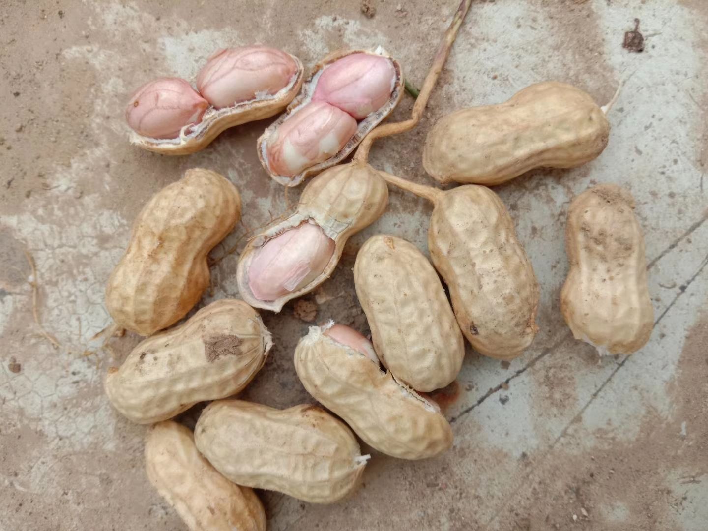 白沙系列  基地直供鲜花生，小白沙，籽粒饱满，产地直销，电商