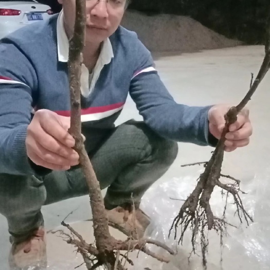 恭城县预售太秋甜柿苗  鸟柿嫁接 包邮 送种植管理资料一份