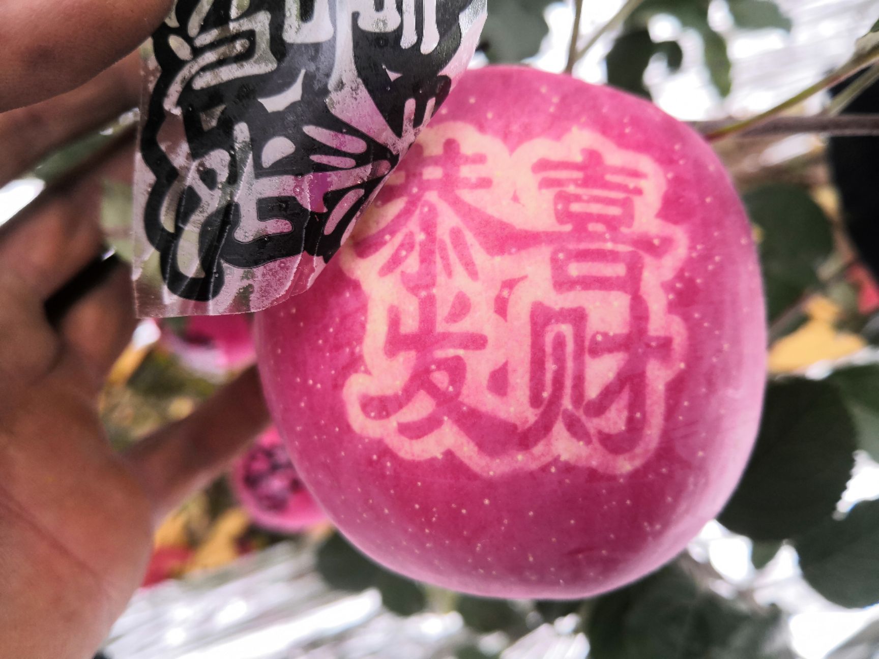  静宁苹果艺术苹果精品大果水晶红富士