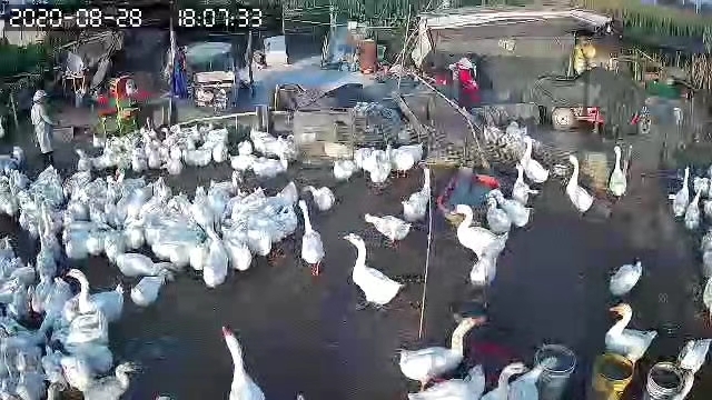 阜阳皖西大白鹅