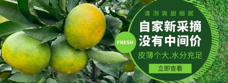 资阳蜜柑  产地直销没有中间商