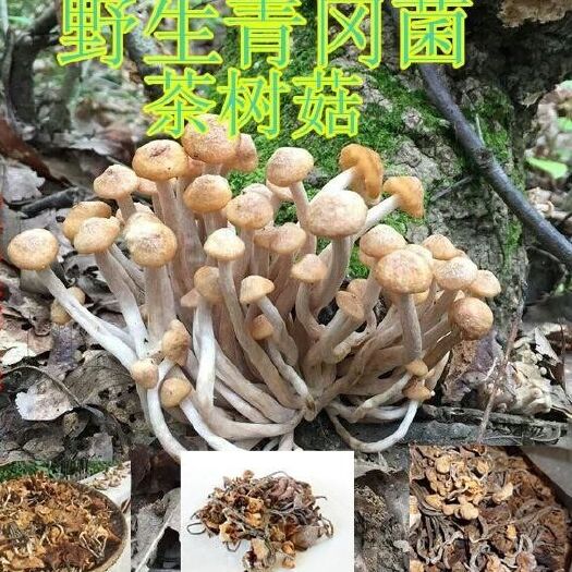 南漳县野生茶树菇  野生树秋菌 野生青杠菌