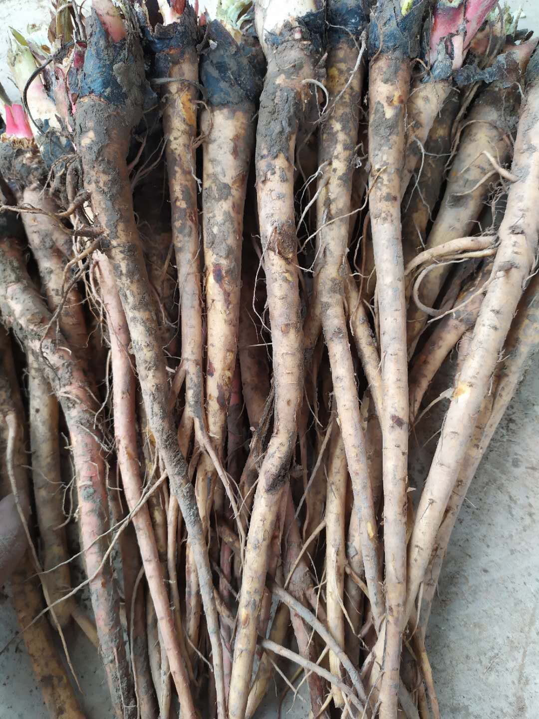 宕昌县马蹄大黄种苗  大黄（马蹄大黄)，现买现挖，产地直销，（一手