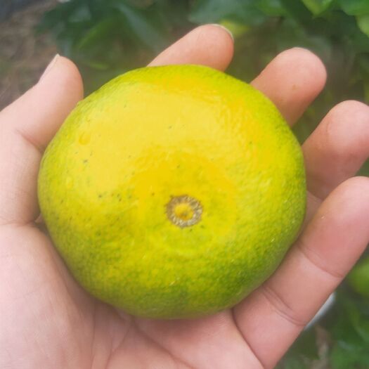 桂林温州蜜柑 