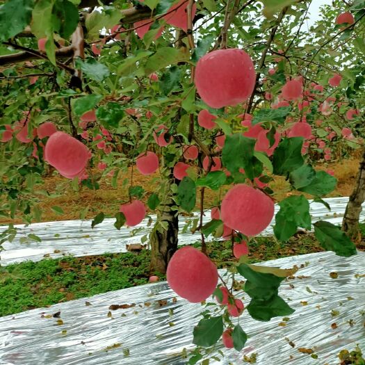 白水县白水苹果 陕西白水红富士苹果大量上市中。