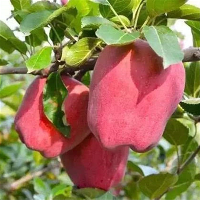 花牛苹果树苗  苹果树花牛果树苗自家育苗品种纯度高南北方均可种植成活率