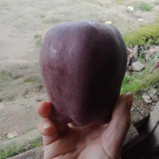 天水花牛苹果 75mm以下 片红 光果 