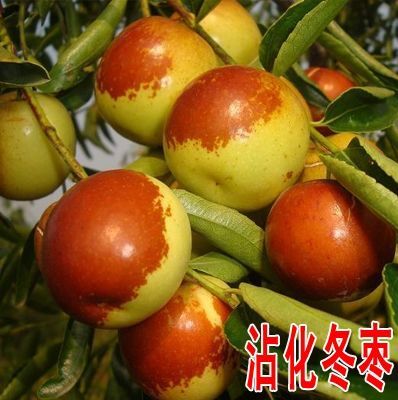 平邑县专业嫁接沾化冬枣树苗 包品种 现挖现卖 山东种苗 水果种苗