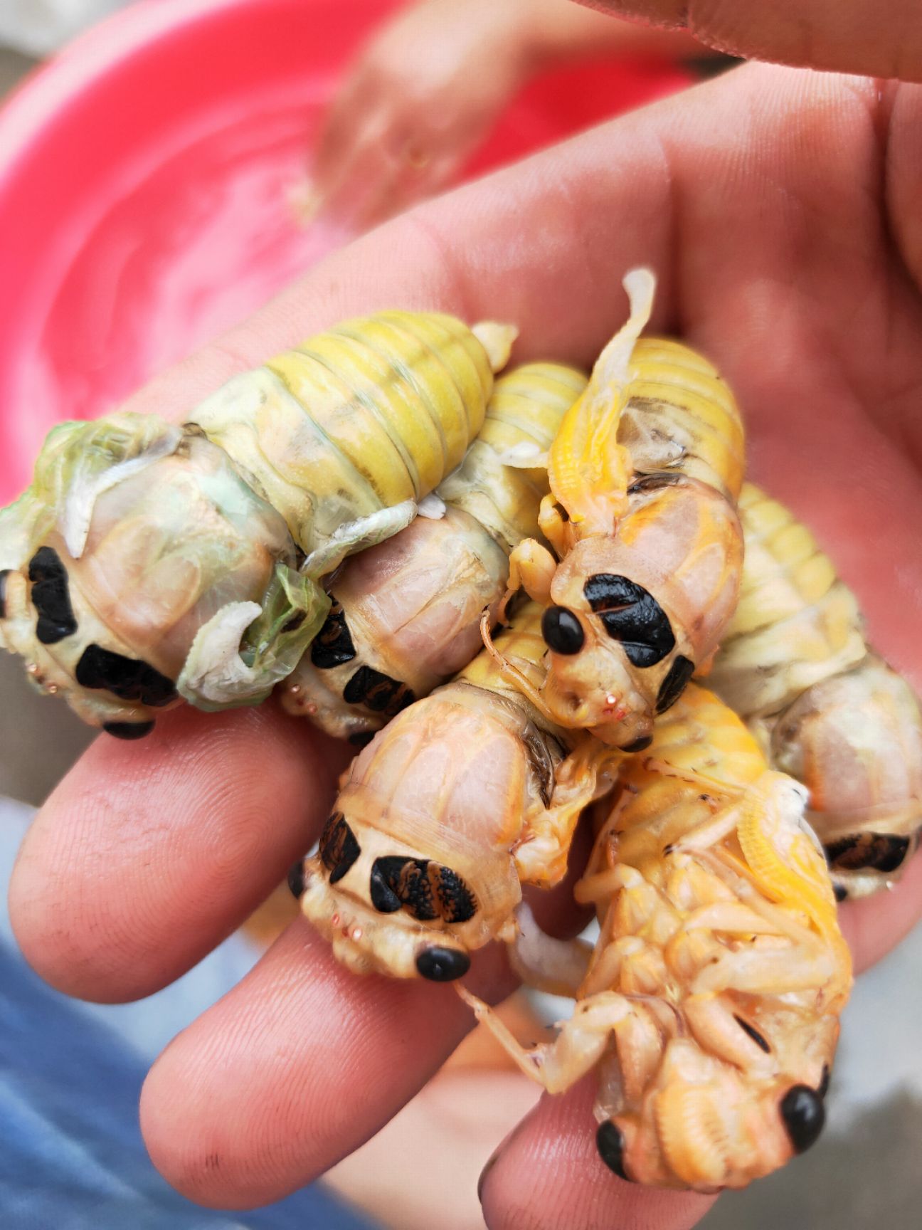 金蝉  白蝉生冻，知了，嫩姐留