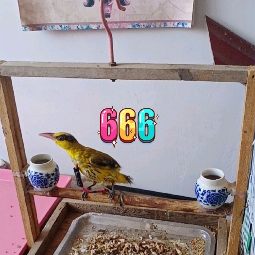项城市鸟笼 