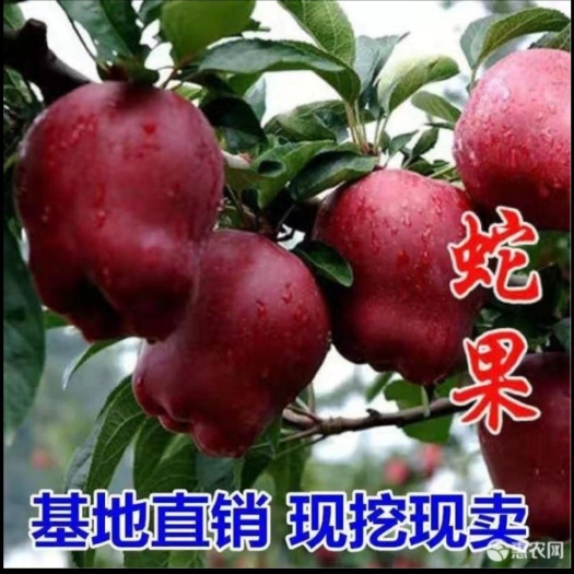 平邑县花牛苹果树苗  苹果树花牛果树苗自家育苗品种纯度高南北方均可种植成活率