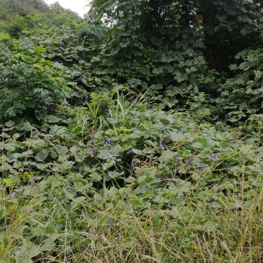 靖州县柴葛  野的葛根