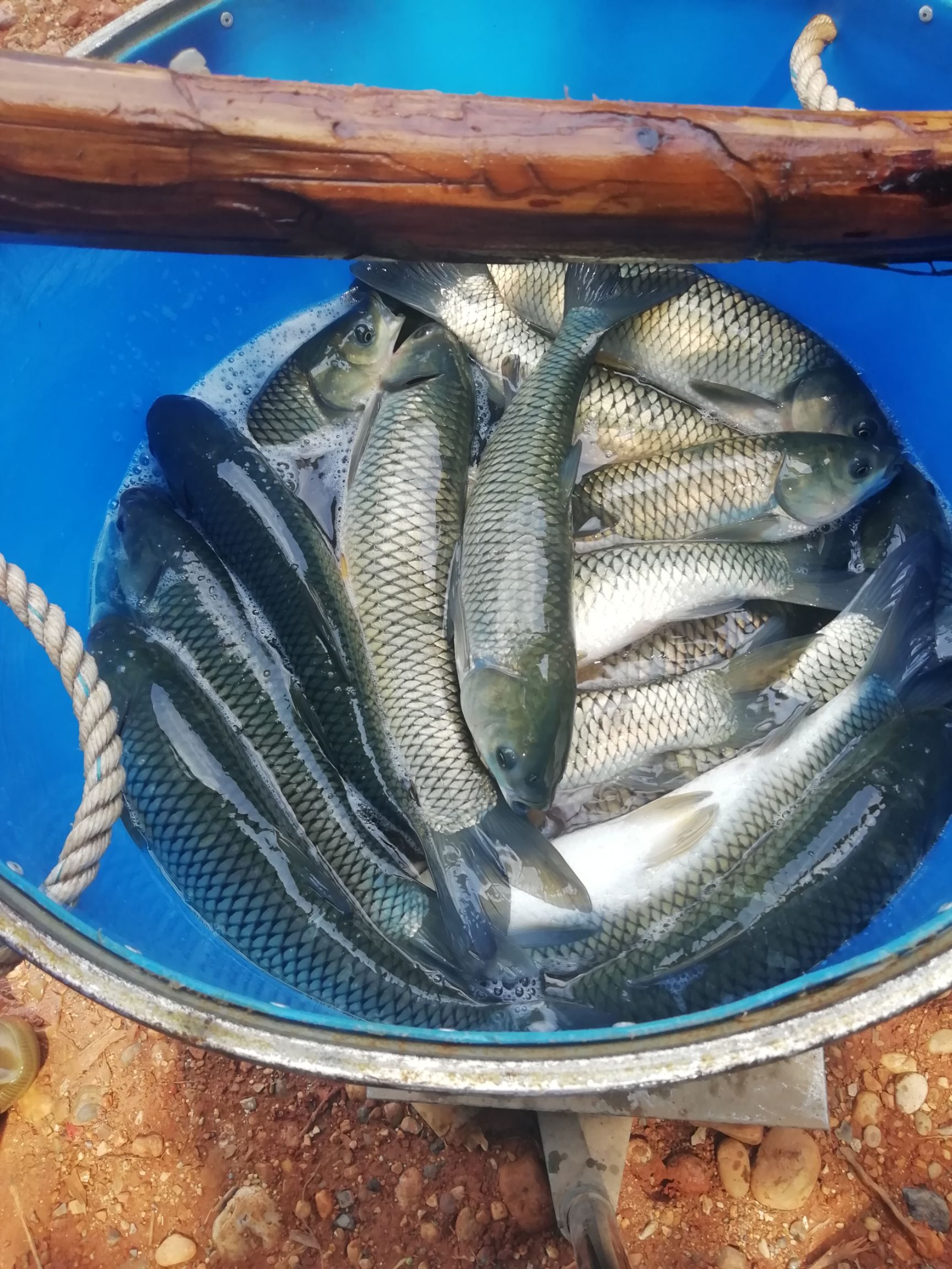 池塘草鱼 3一5斤/尾，2一3斤/尾，4一6斤，5一8斤
