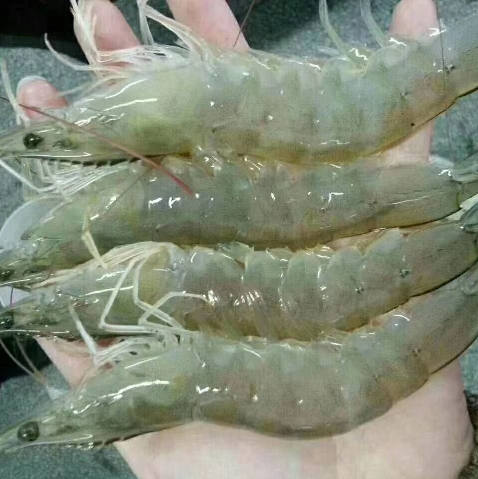 白虾 白对虾，鲜虾