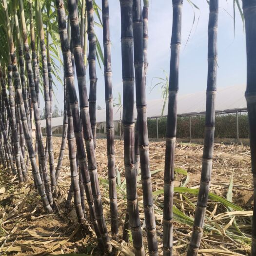 商丘 商丘市睢阳区黑皮甘蔗