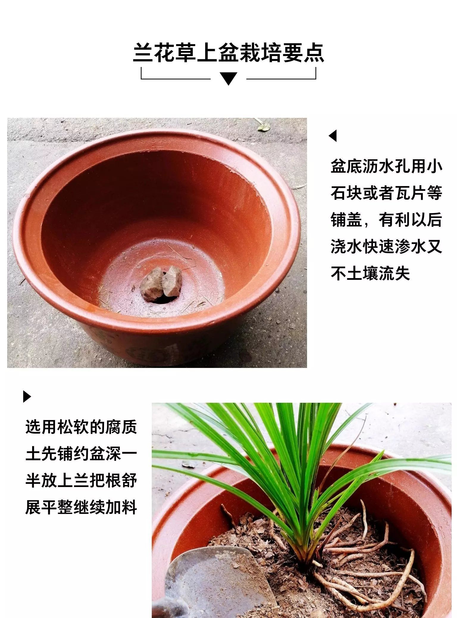 春兰20棵苗起拍绿植花卉兰花苗兰花草盆景邮费一件8块多购优惠