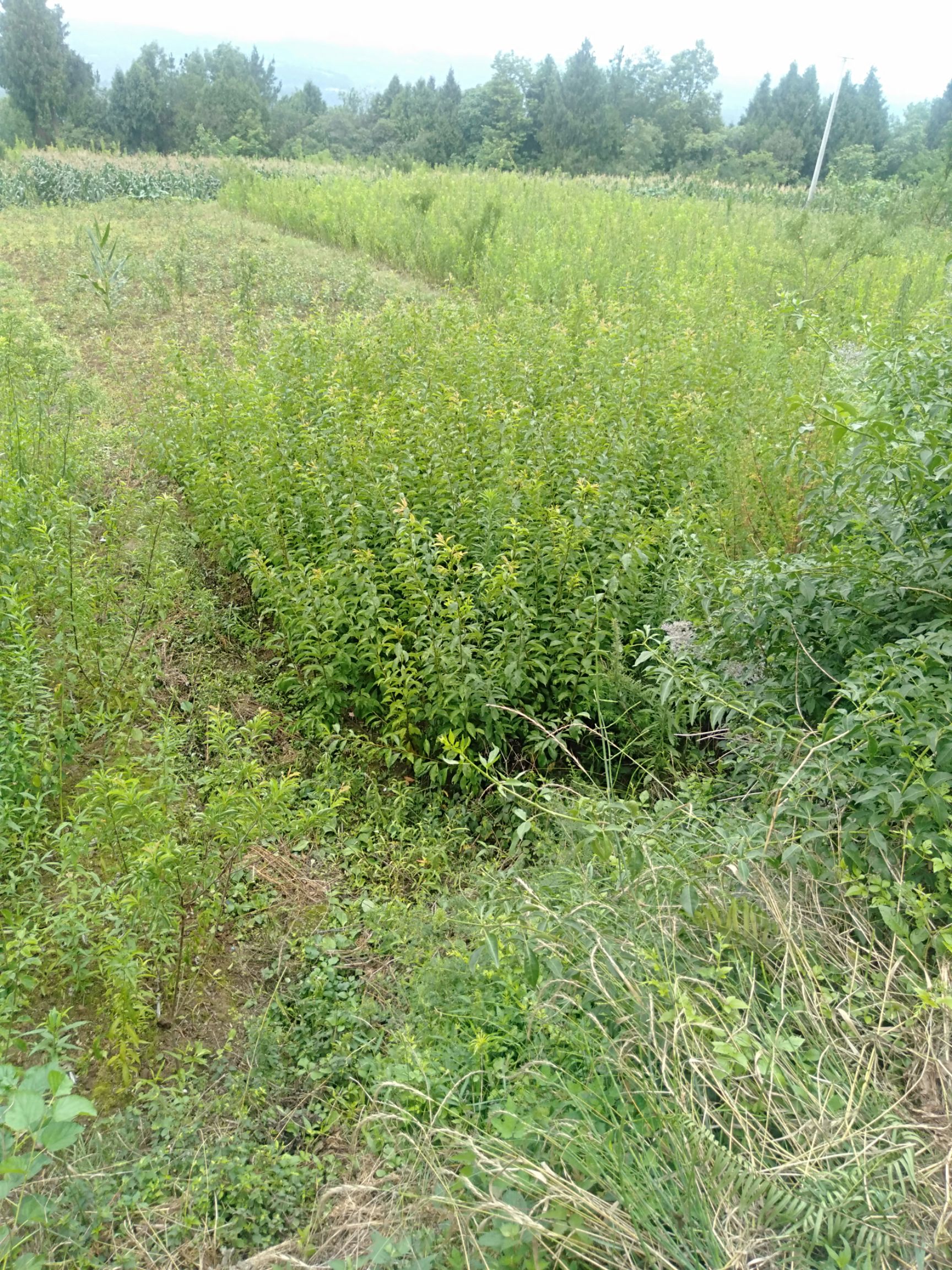 青脆李苗  汶川大清脆李