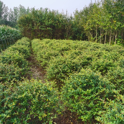 沭阳县火棘盆栽 火棘工程苗，火棘球80一180公分
