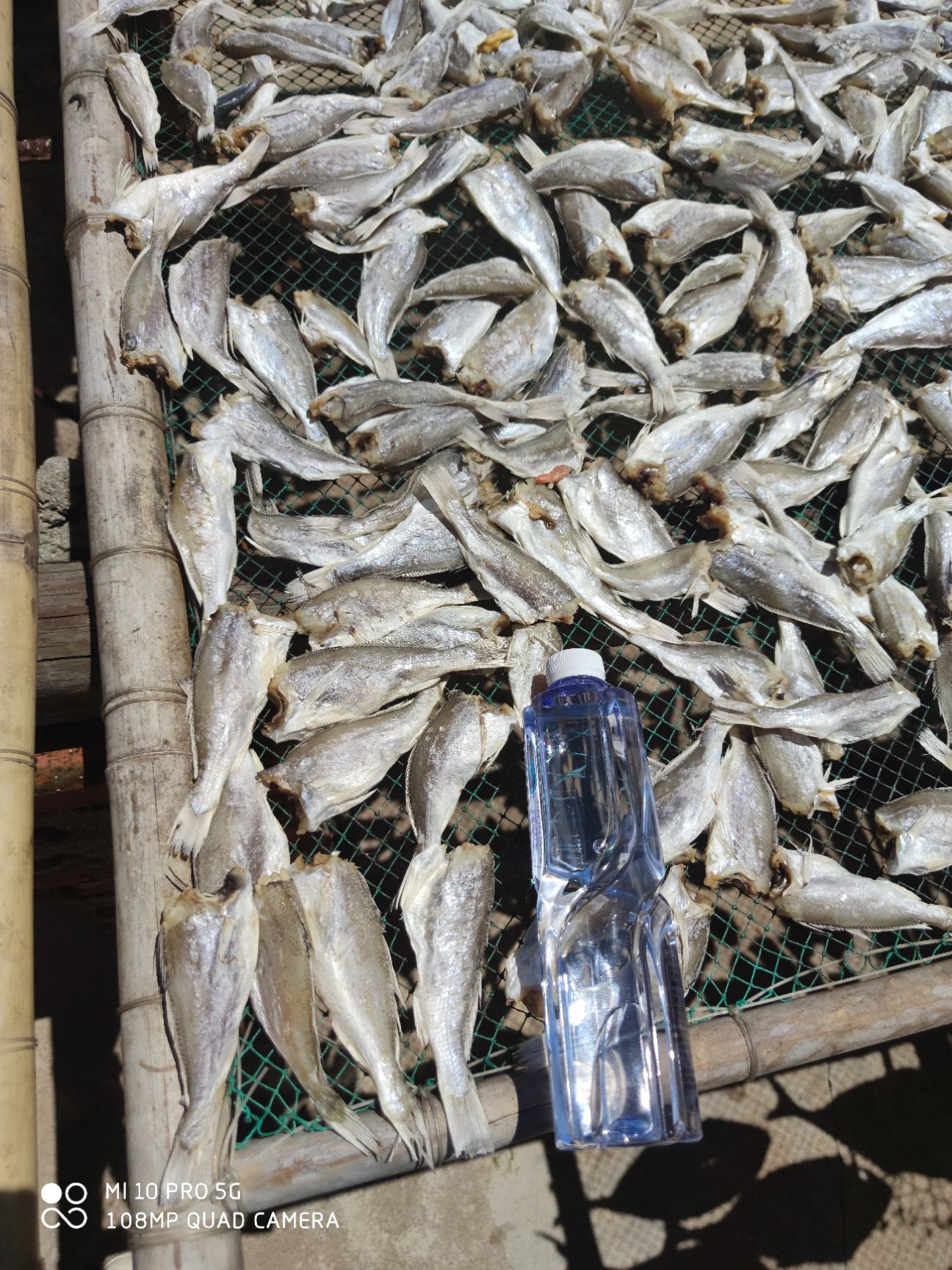 北部湾 特产黄花鱼干小鱼干咸鱼干滑
