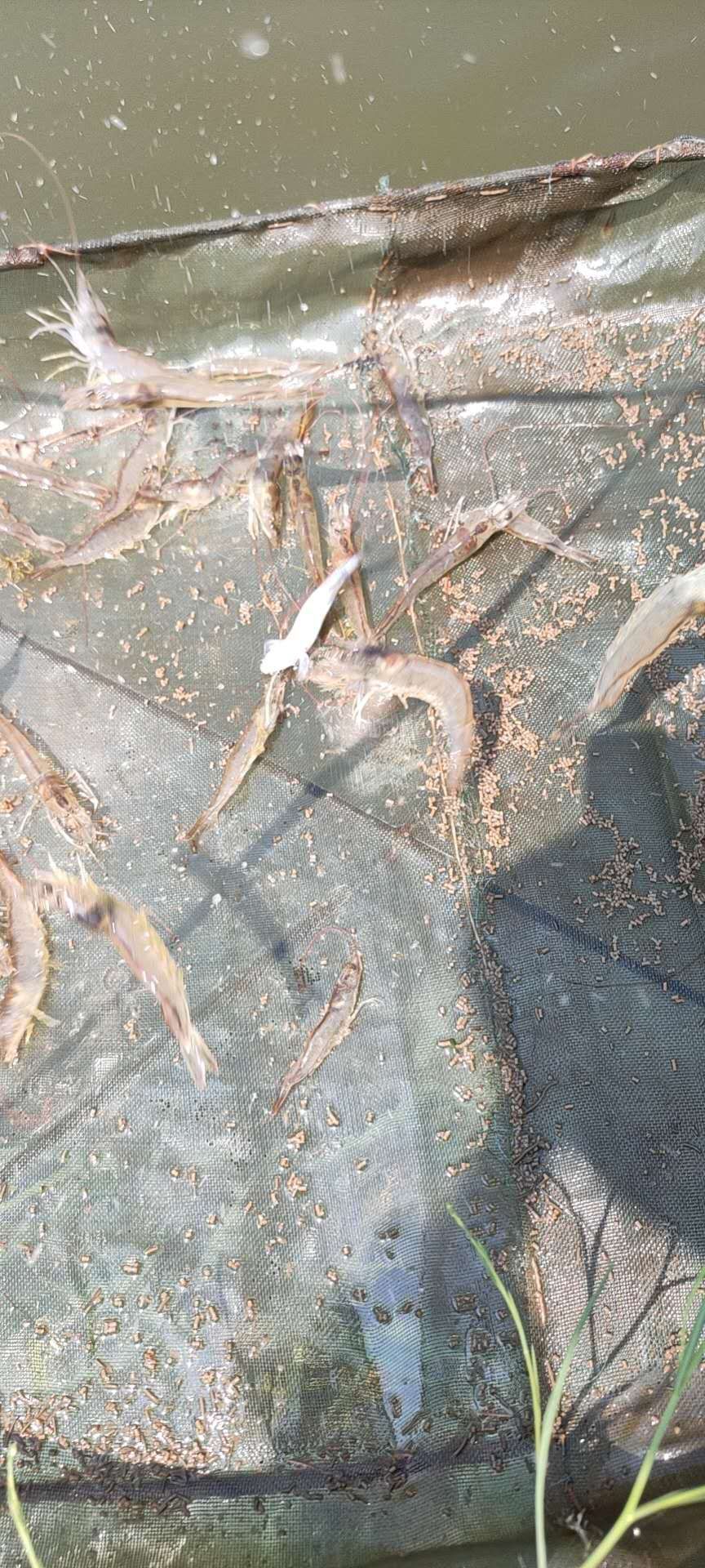 白虾 白对虾，鲜虾