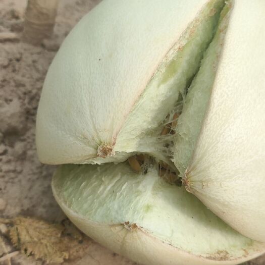 玉门市玉菇甜瓜  玉菇瓜   甘肃省祁连山脚下沙漠种植的瓜