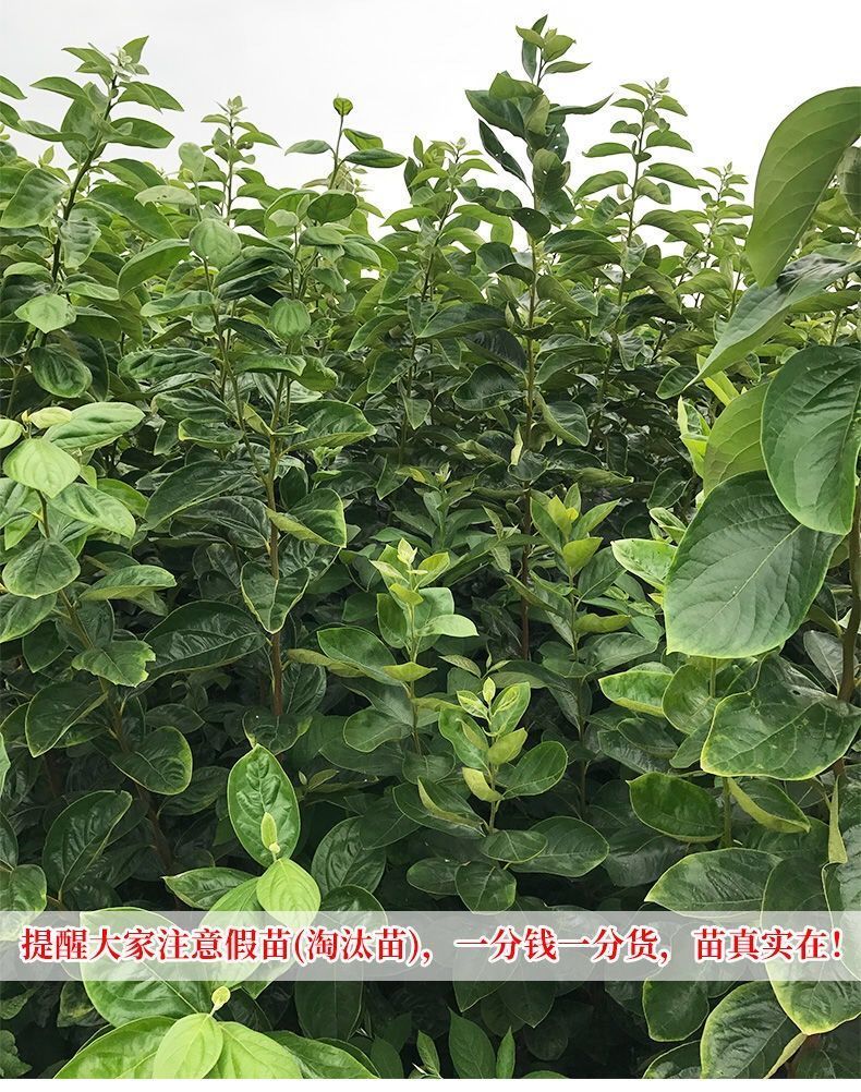鸡心柿苗 鸡心柿子树苗嫁接苗自家育苗品种纯度高南北方均可种植