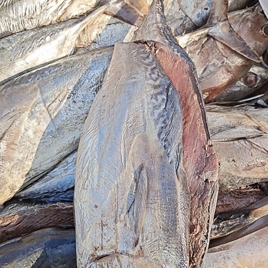 滨州黄金鲅  油拔鱼，个头大，一条5斤左右，满满的都是肉，