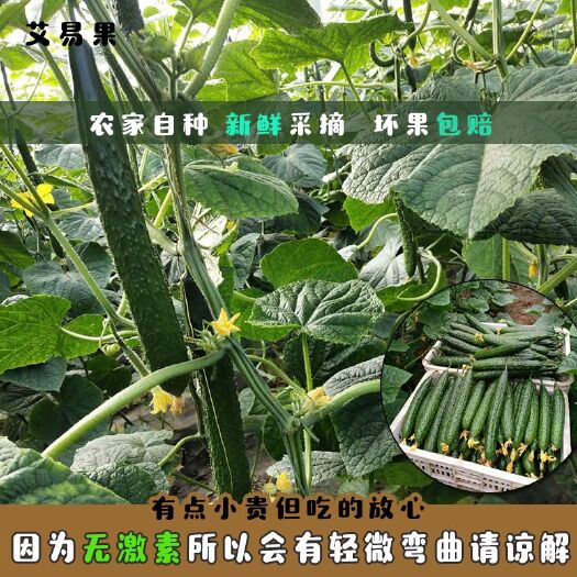 莘县5斤密刺黄瓜、精品果蔬、绿色有机无公害农产品、放心食用
