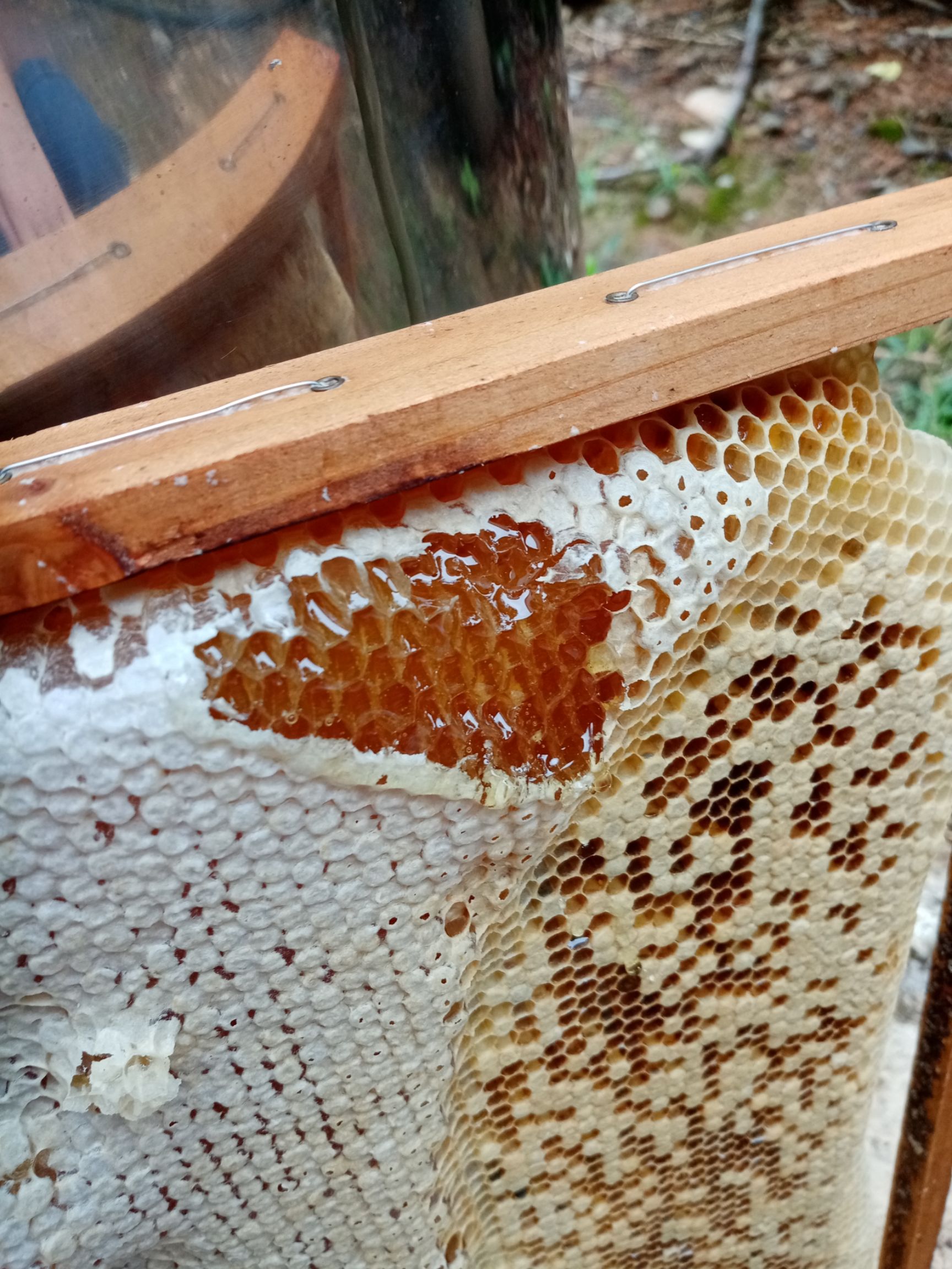 土蜂蜜  秋季九龙腾蜜，养颜**，女人的美肤佳品，服胖者食用佳品。