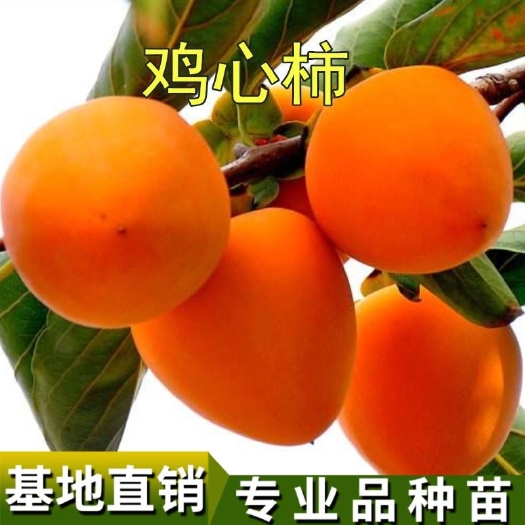 平邑县鸡心柿苗 鸡心柿子树苗嫁接苗自家育苗品种纯度高南北方均可种植