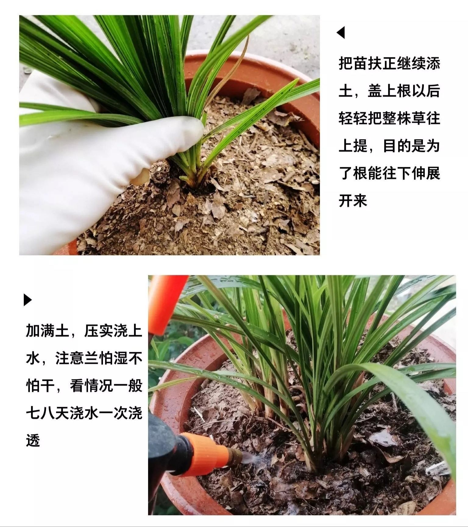春兰20棵苗起拍绿植花卉兰花苗兰花草盆景邮费一件8块多购优惠