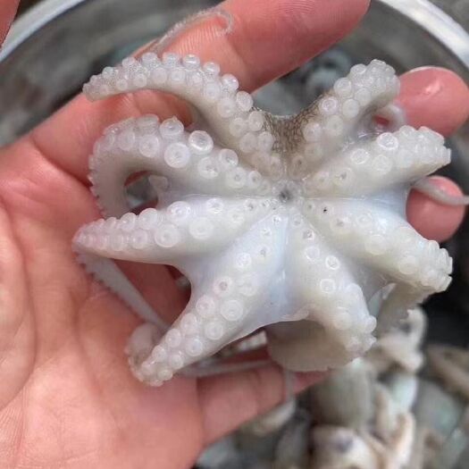 北海章鱼  