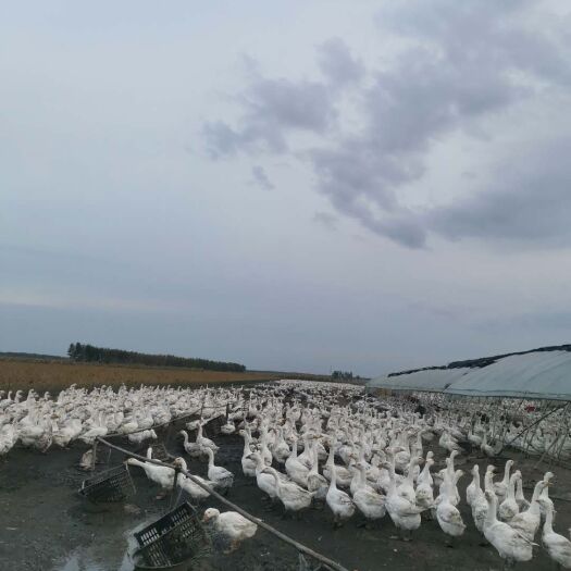 海伦市白鹅 鹅