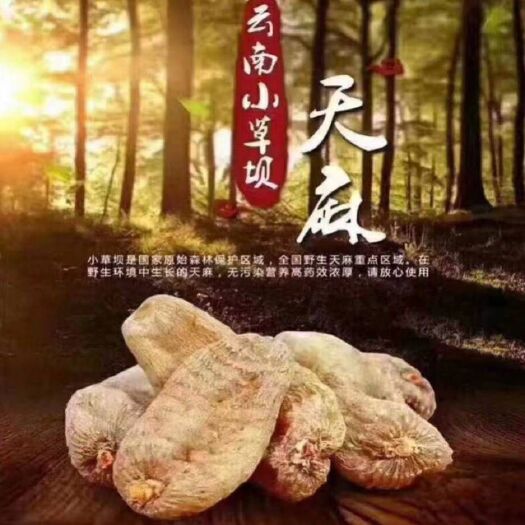 彝良县小草坝天麻  品质优良，值得信赖。