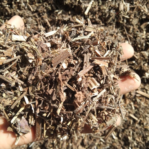 亳州荔枝草