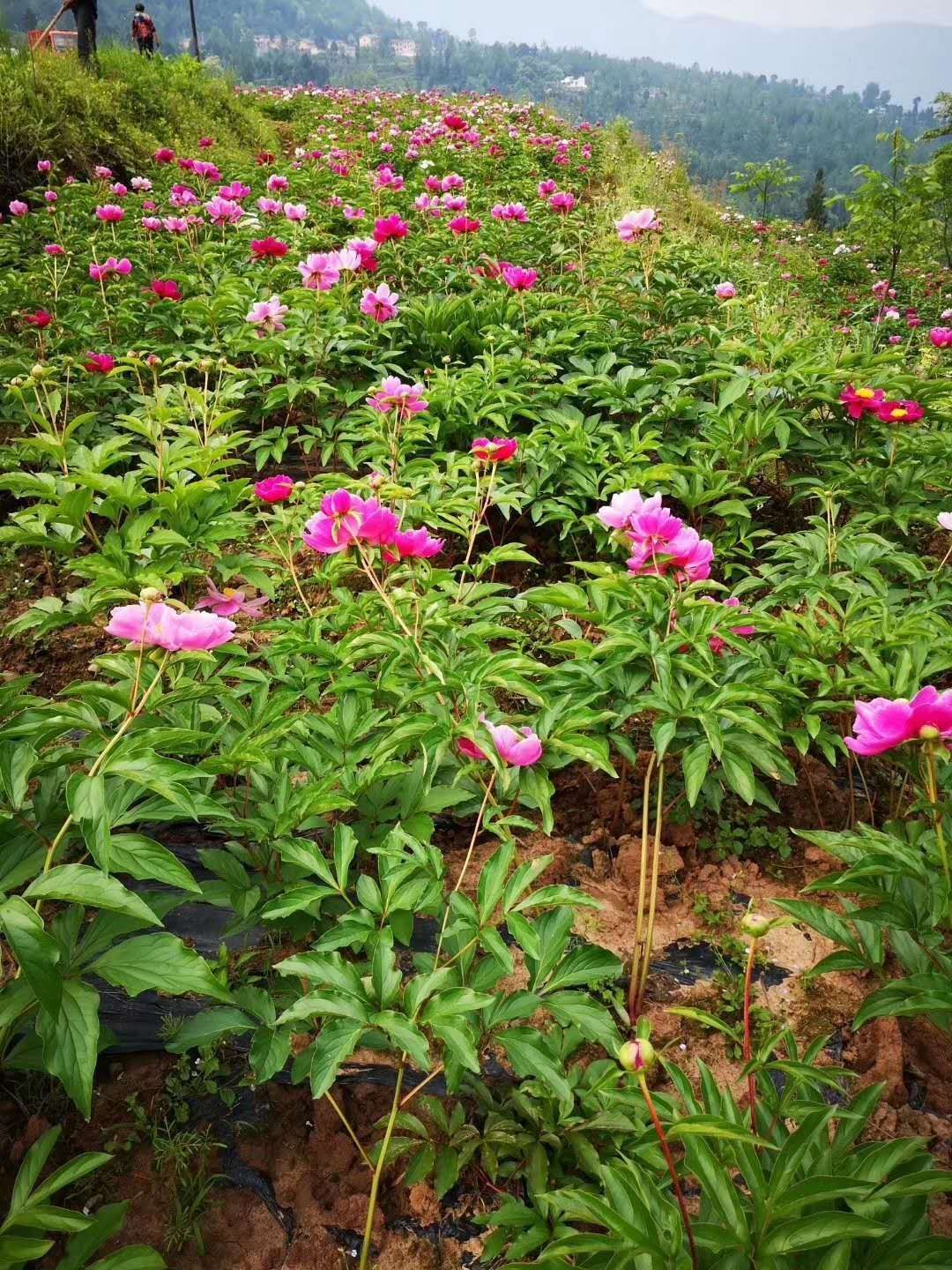 白芍种苗  白芍苗，赤芍苗，白芍芽头，赤芍芽头，芍药