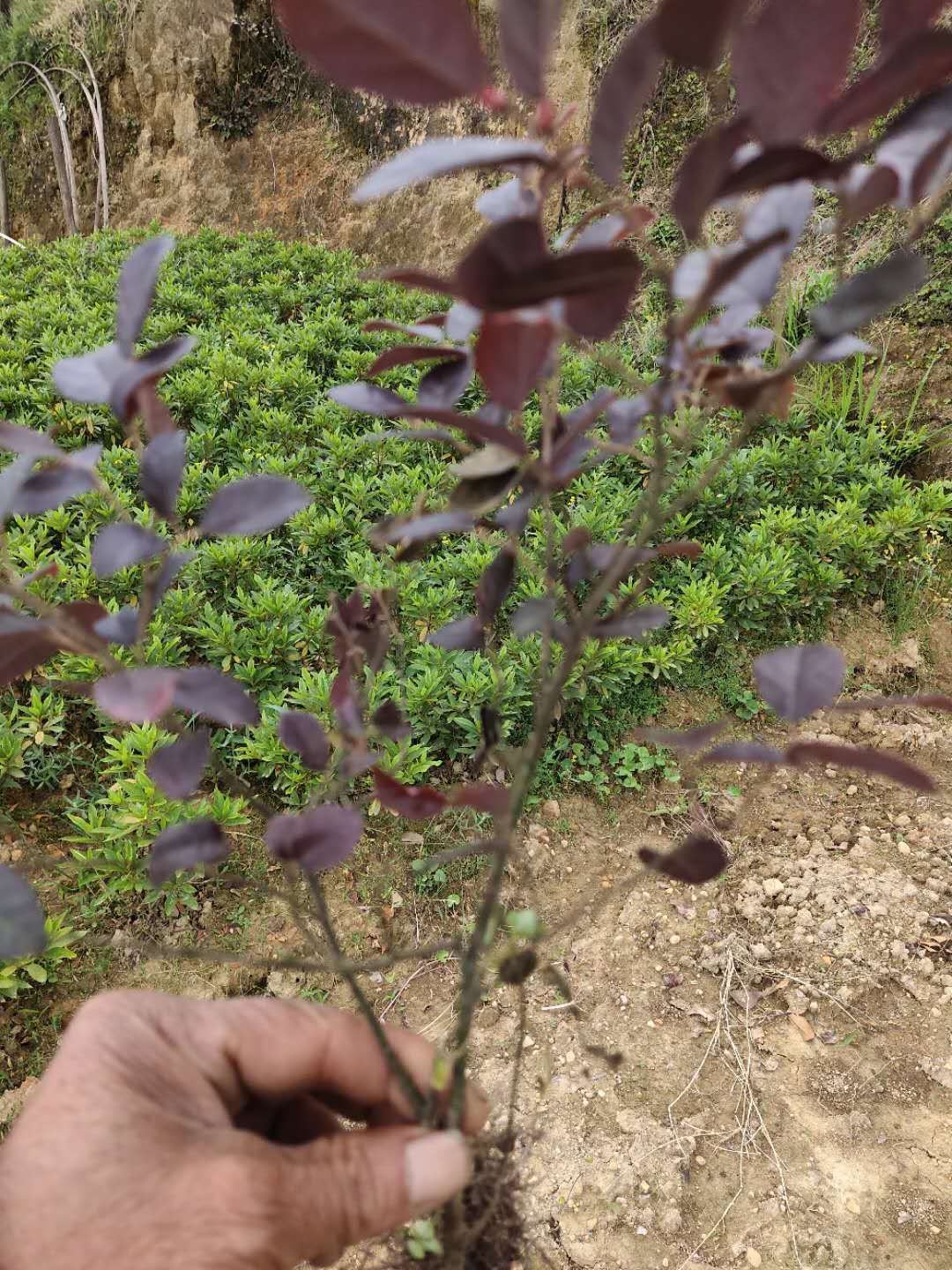 大叶红  红继木地苗