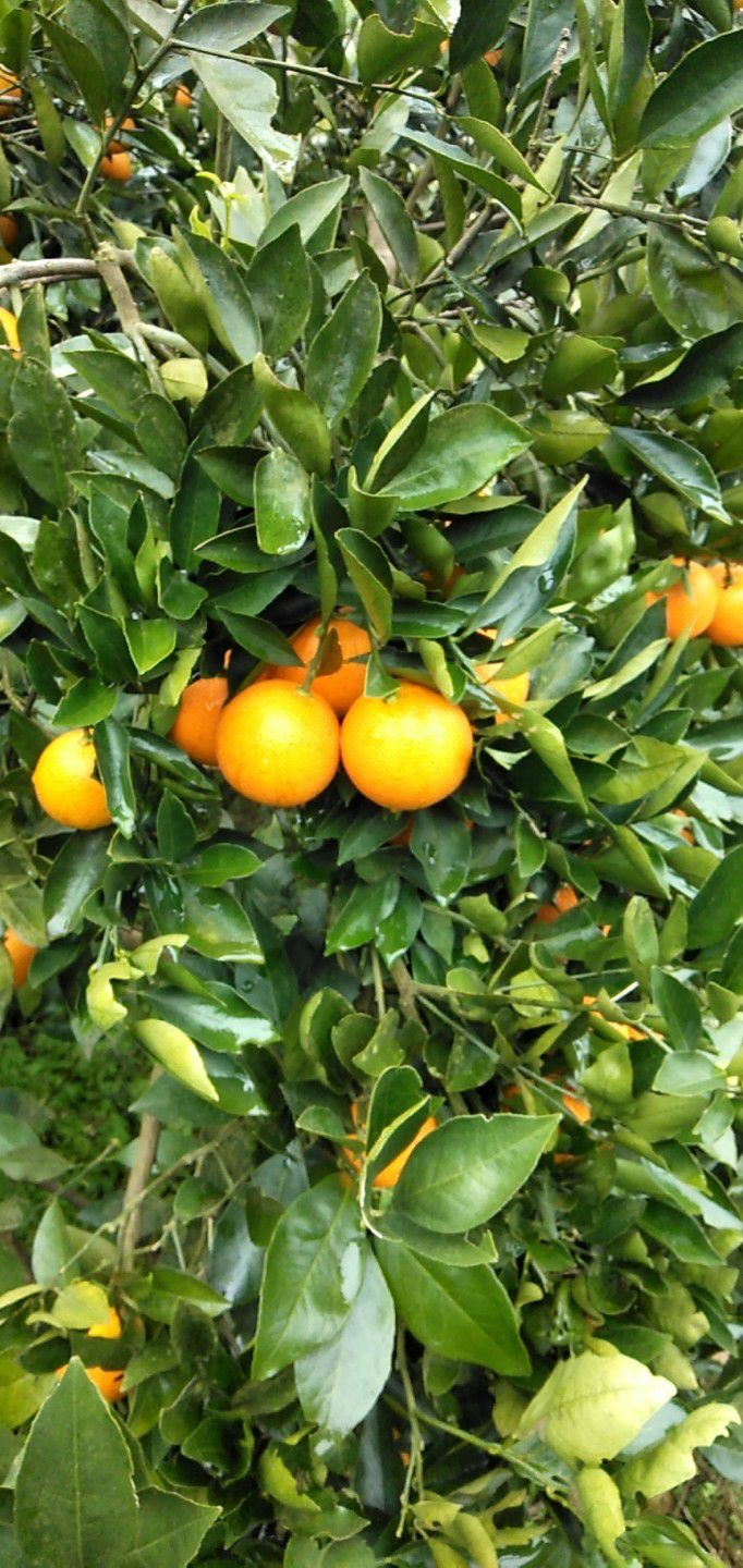 湖南冰糖橙 入口化渣，味道甘甜，营养丰富 甜甜的冰糖柑