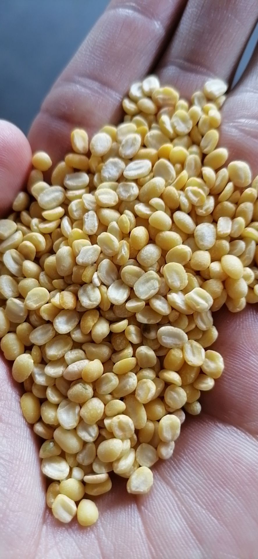 脱皮绿豆 袋装 1等品