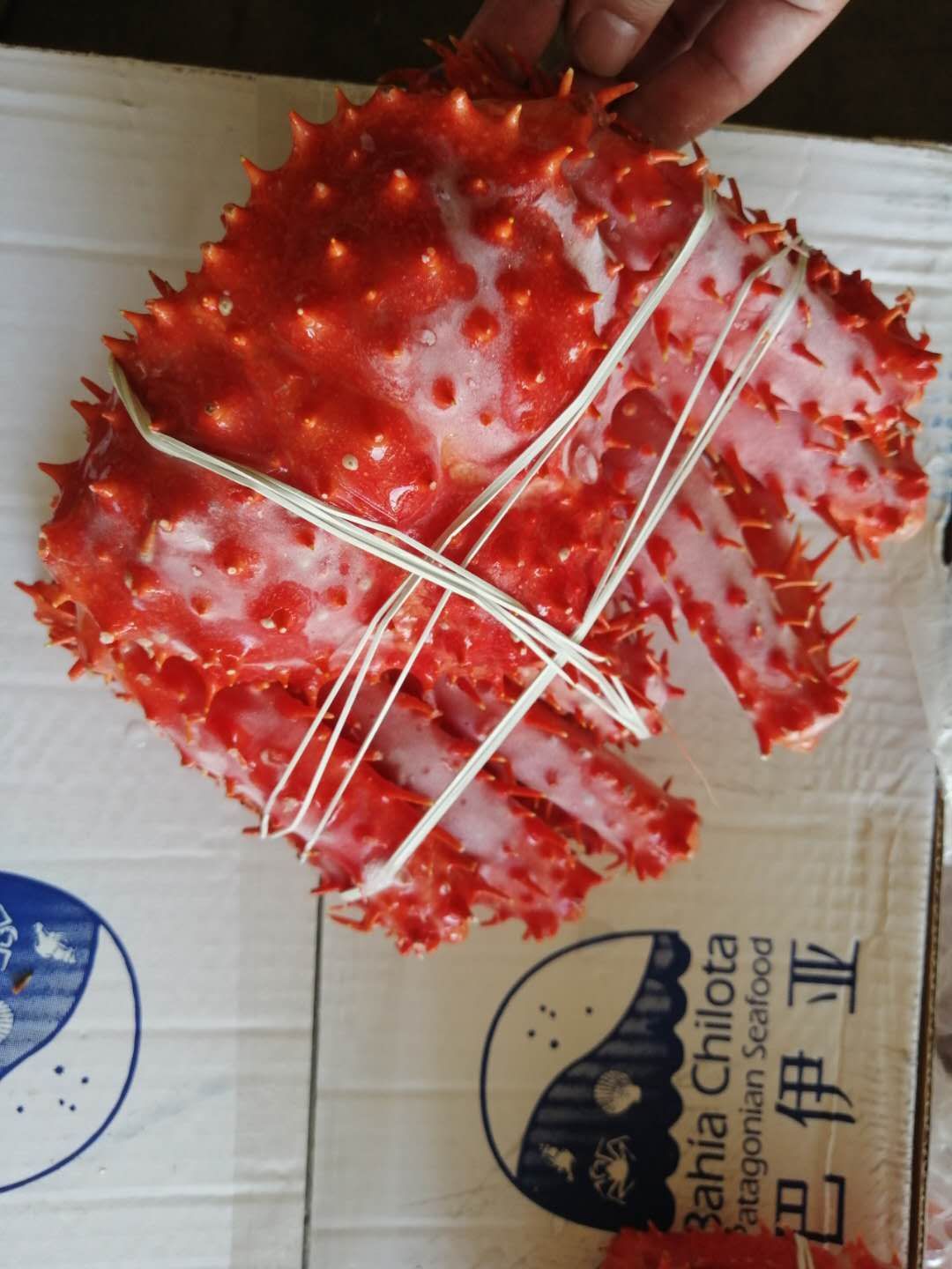  阿拉斯加帝王蟹